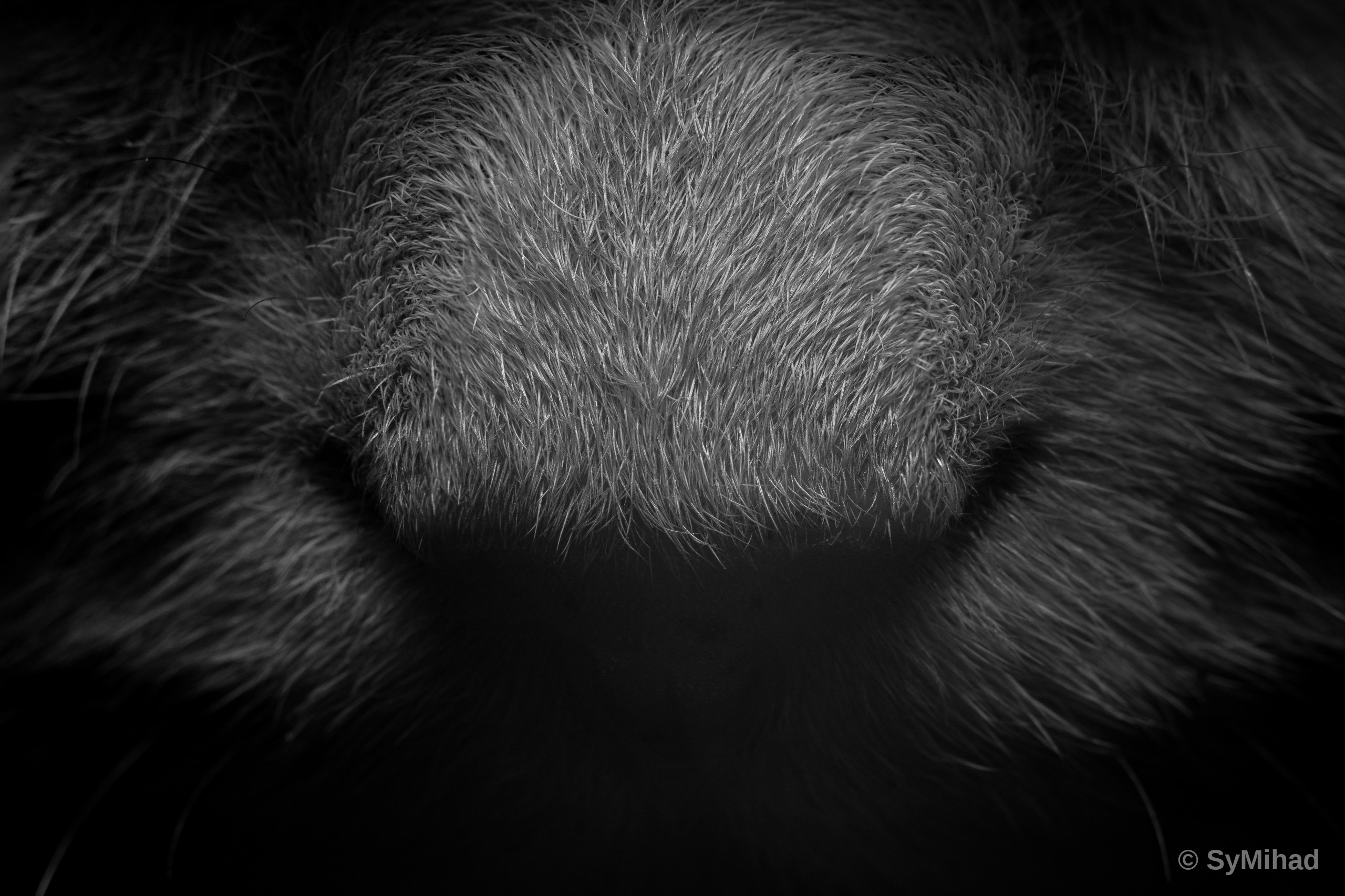 Texture in Grey (fur study)