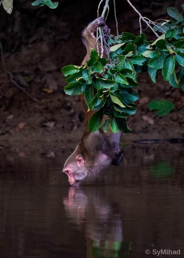 Upside-Down Thirst