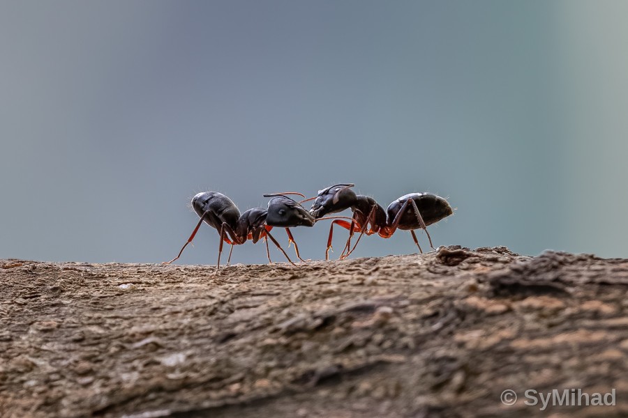 Two Ants, One Log