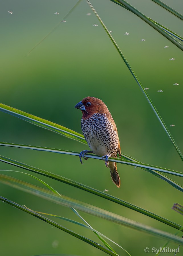 Munia Portrait