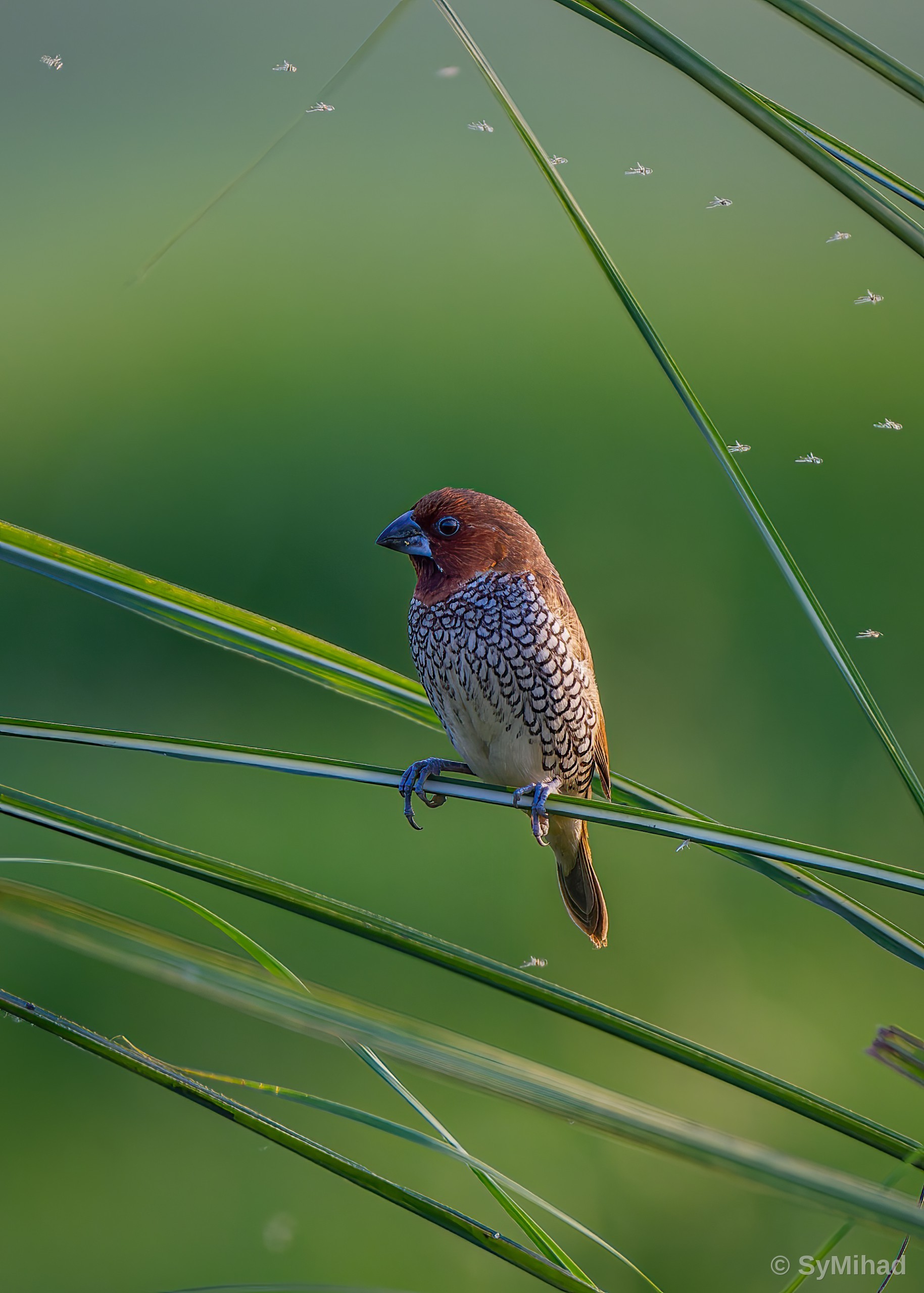 Munia Portrait