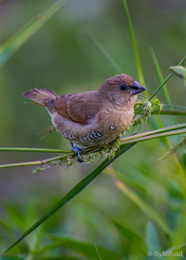 Young Munia