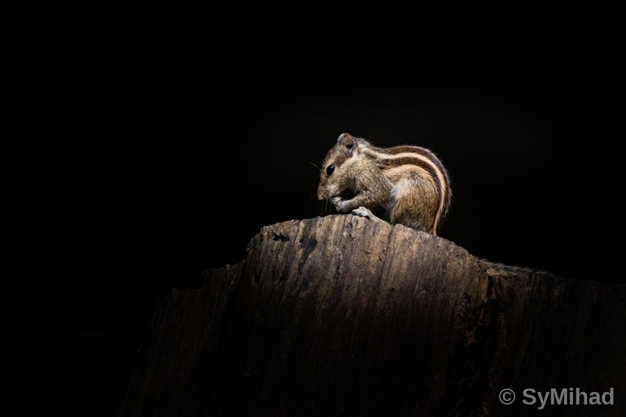 Spotlight Squirrel