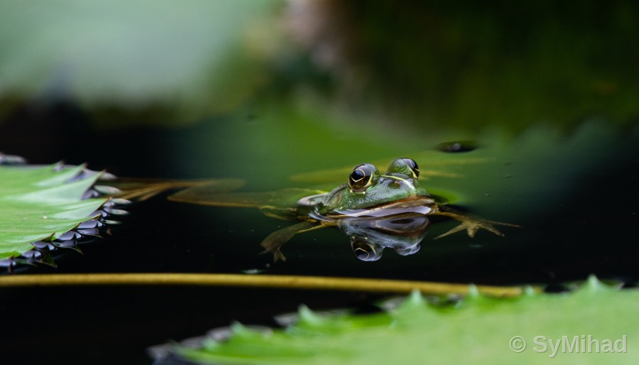 Eyes on the Water (alternate)