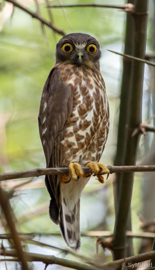 The Hawk-Owl's Stare