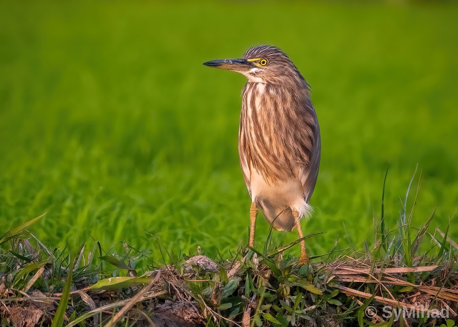 Pond Heron on the Bund