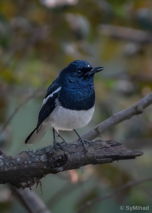 The Magpie-Robin