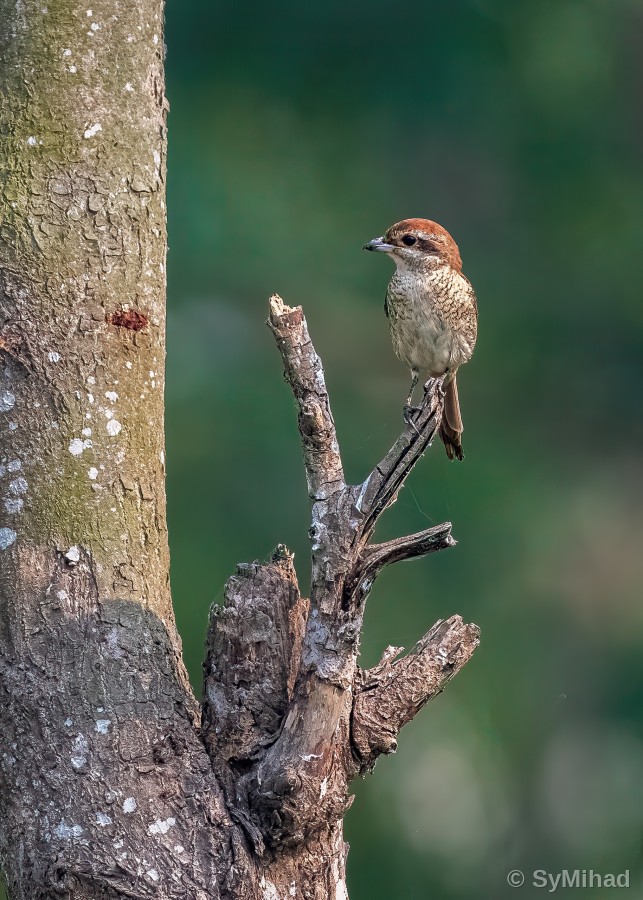 Young Shrike on a Snag