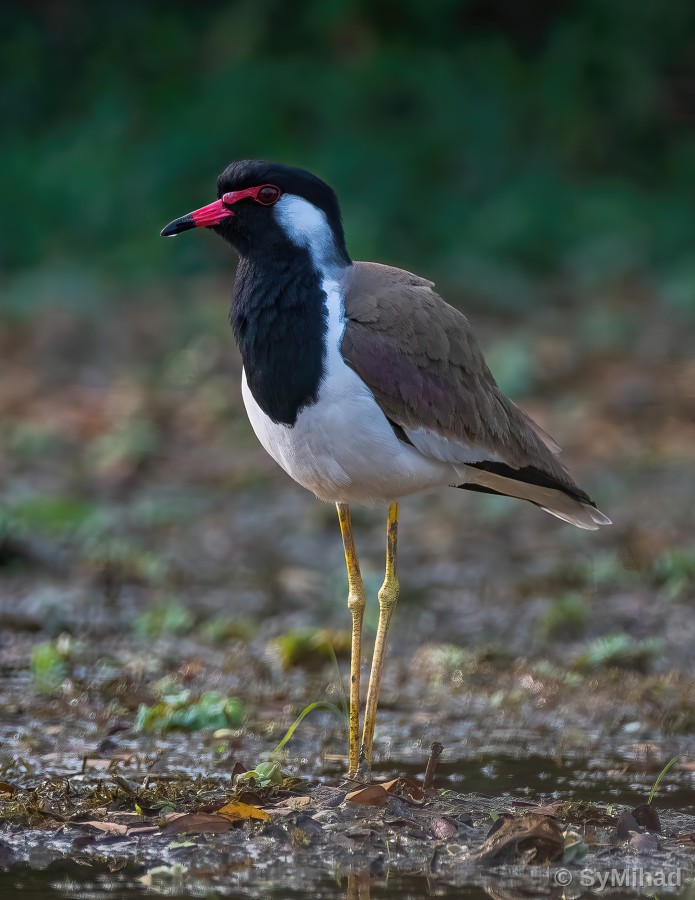 The Lapwing's Wattle