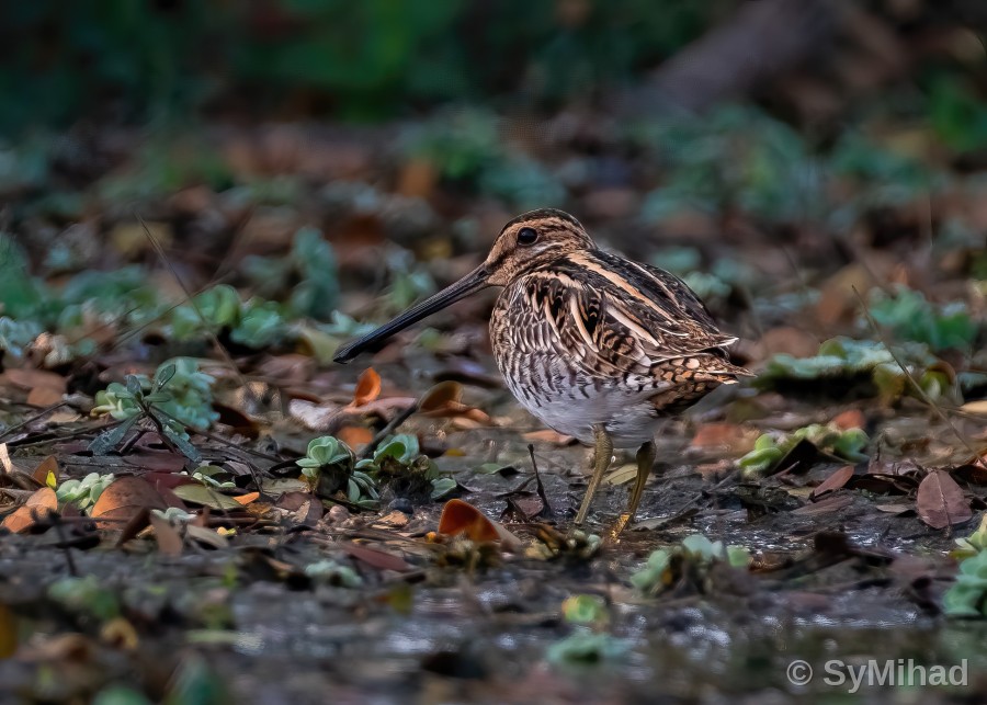 The Snipe in the Marsh