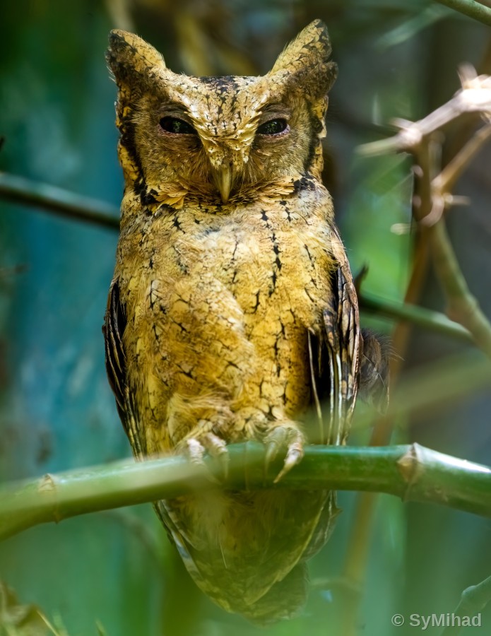 Master of Camouflage (scops owl)