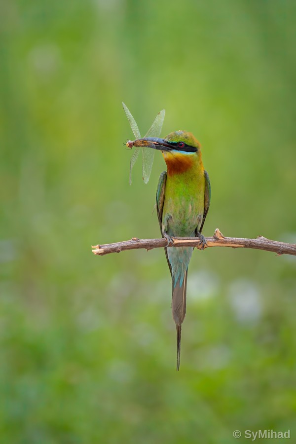 Bee-eater with a Dragonfly