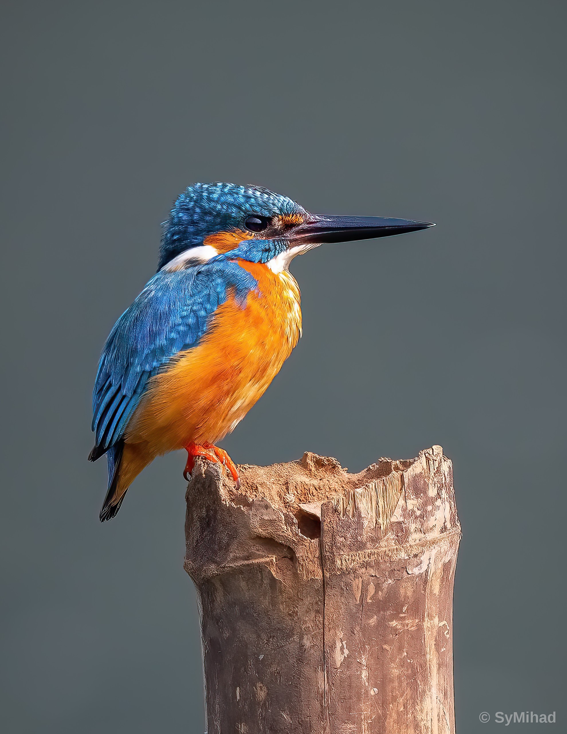 The Common Kingfisher