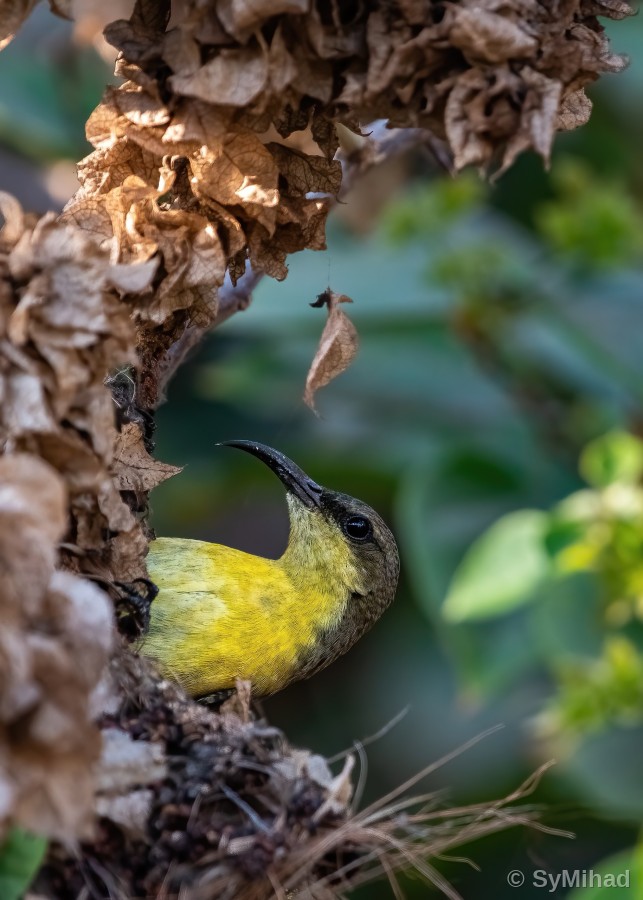 The Hidden Sunbird