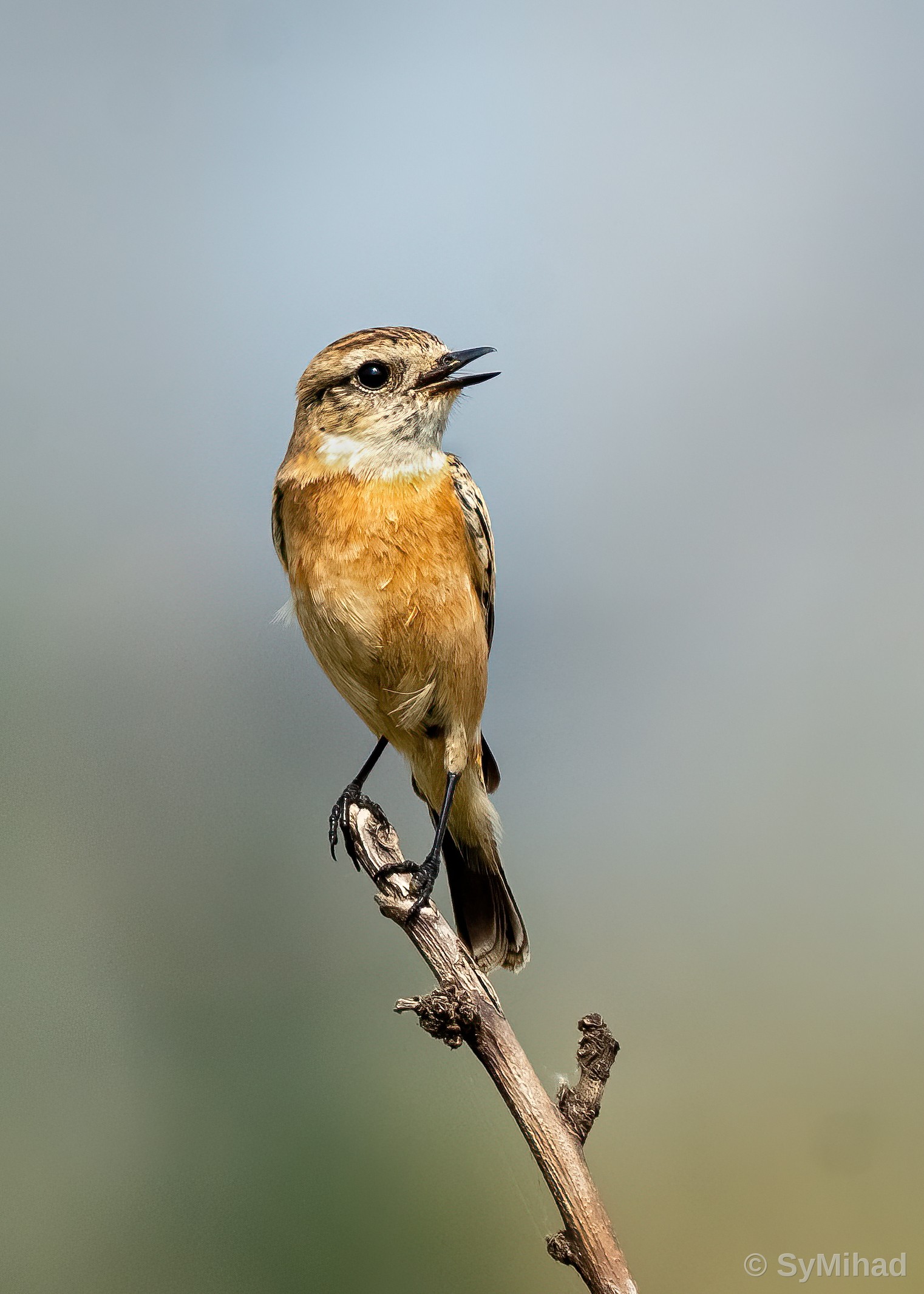The Stonechat Sings