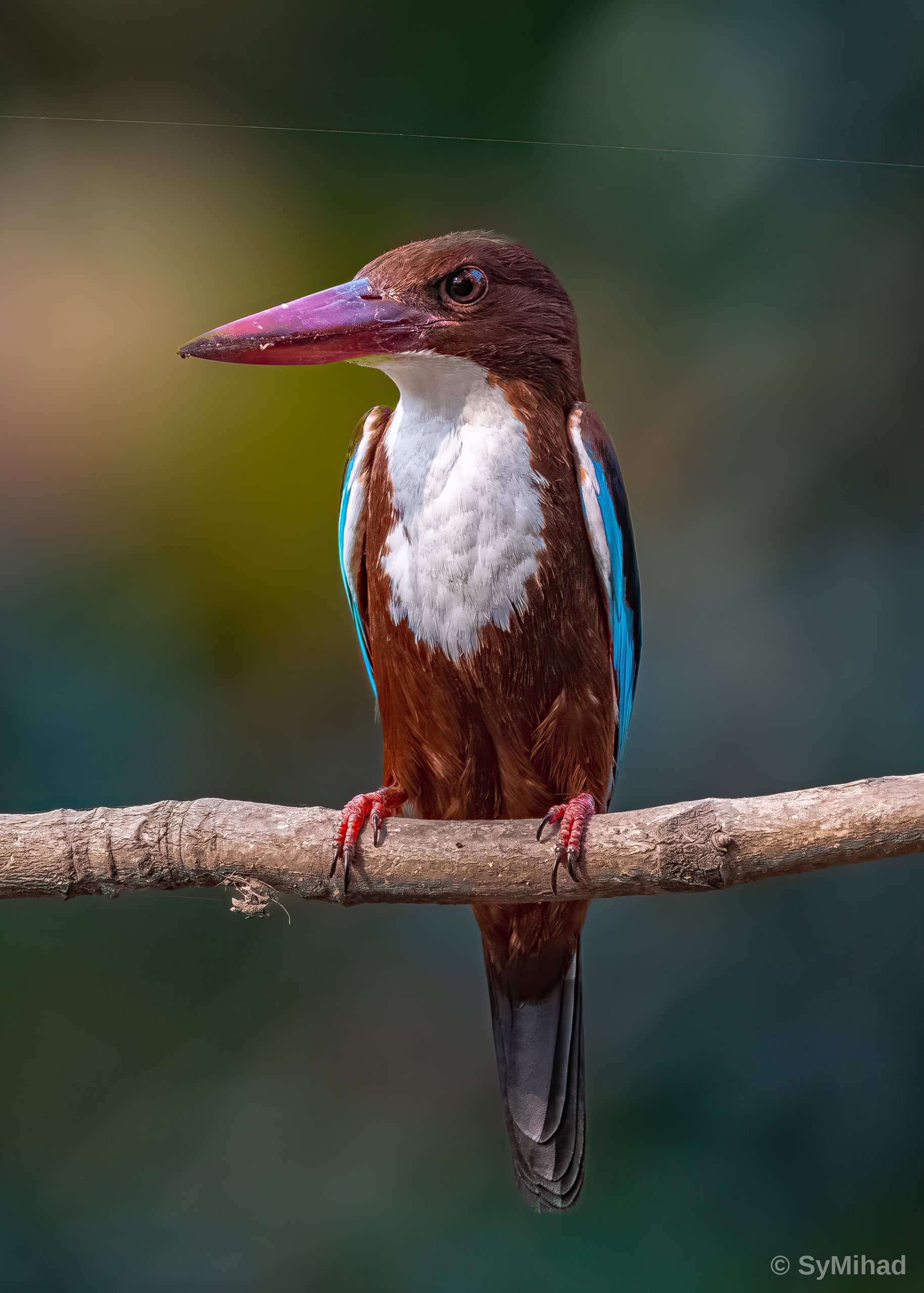 The White-throated Kingfisher