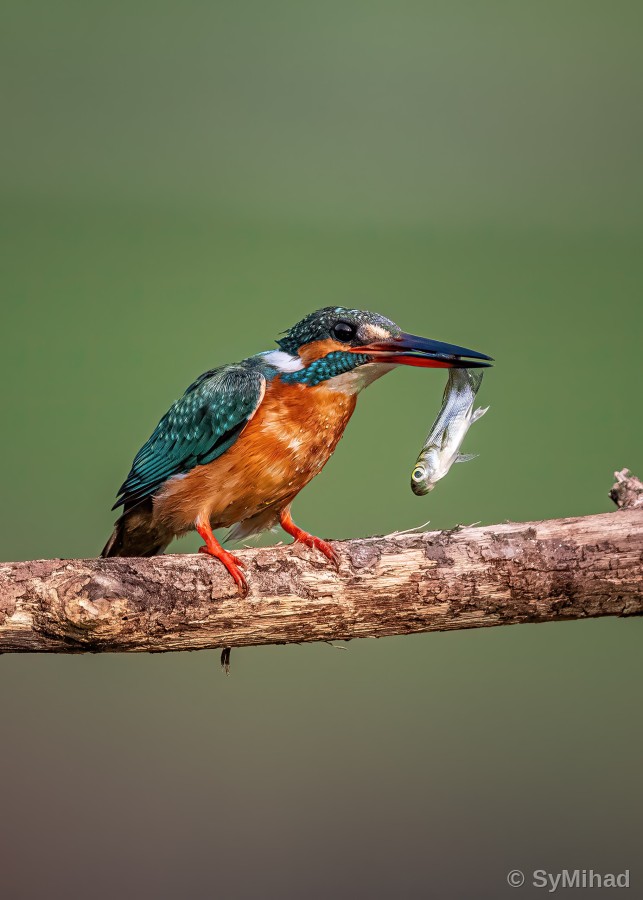 The Catch