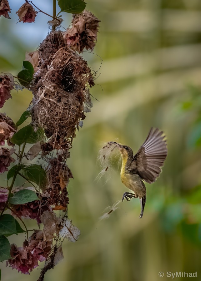 Feeding on the Wing