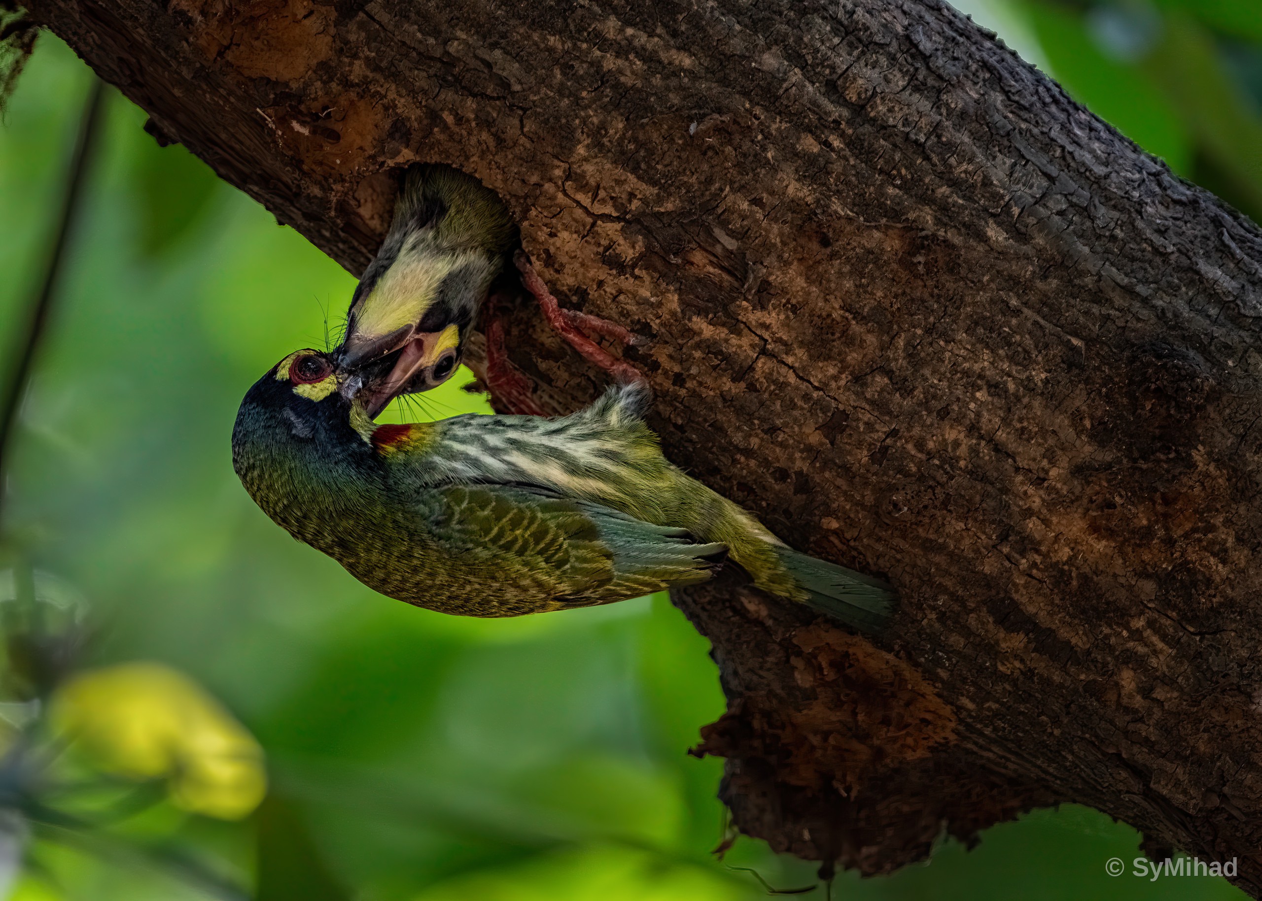 The Barbet's Nest