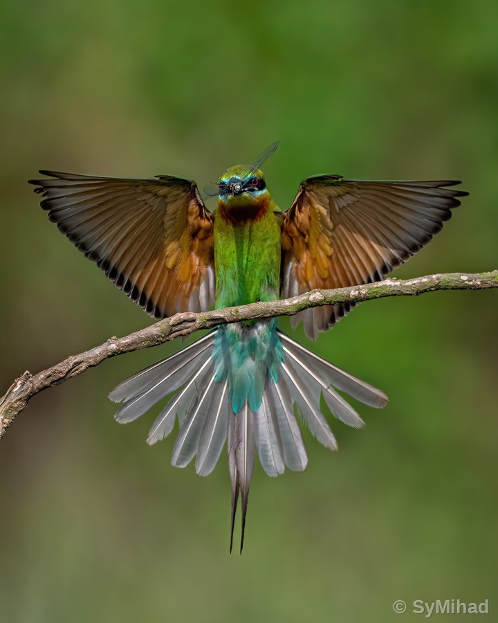 Wings Wide Open