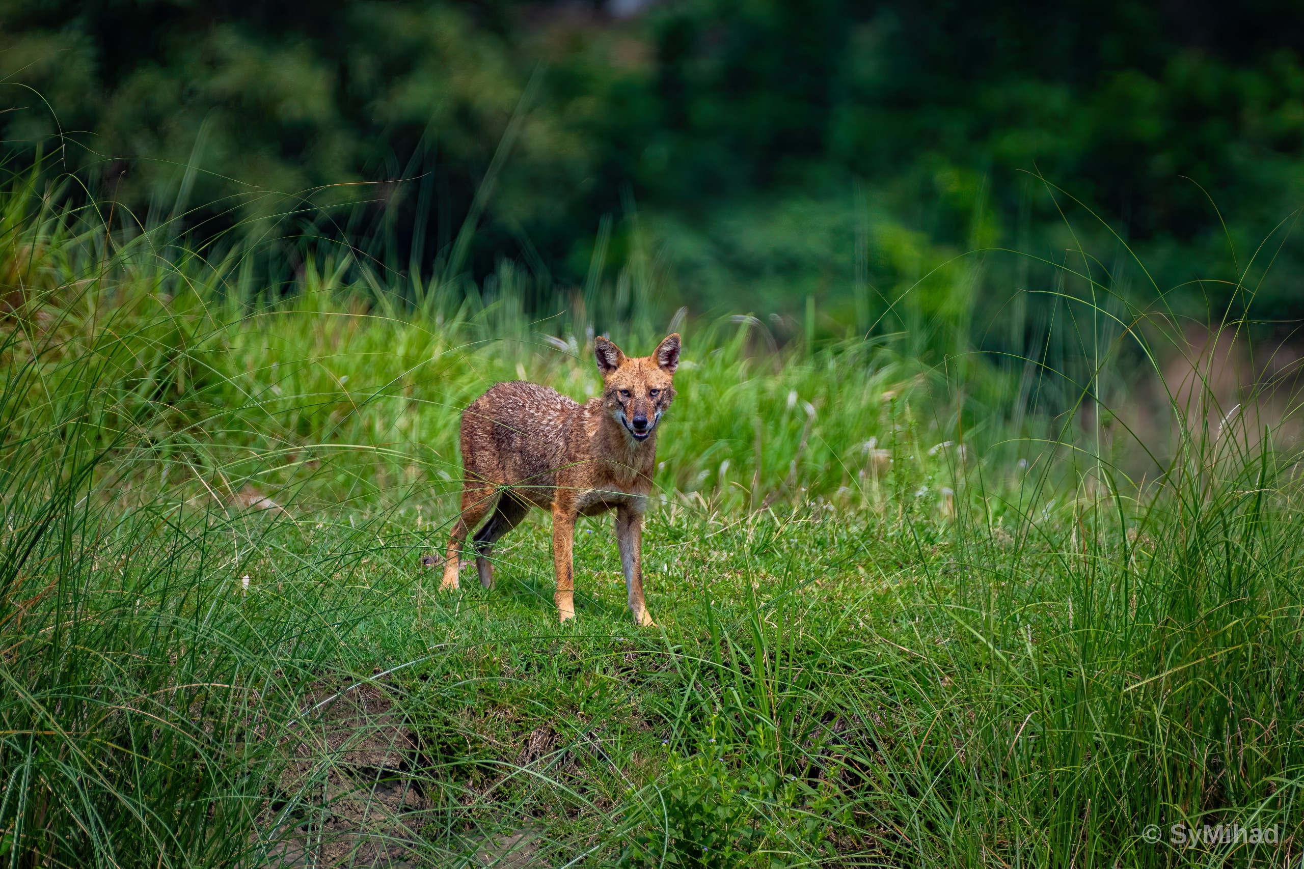 The Golden Jackal