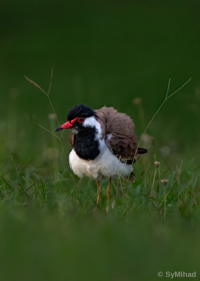 Lapwing, Hunkered Down