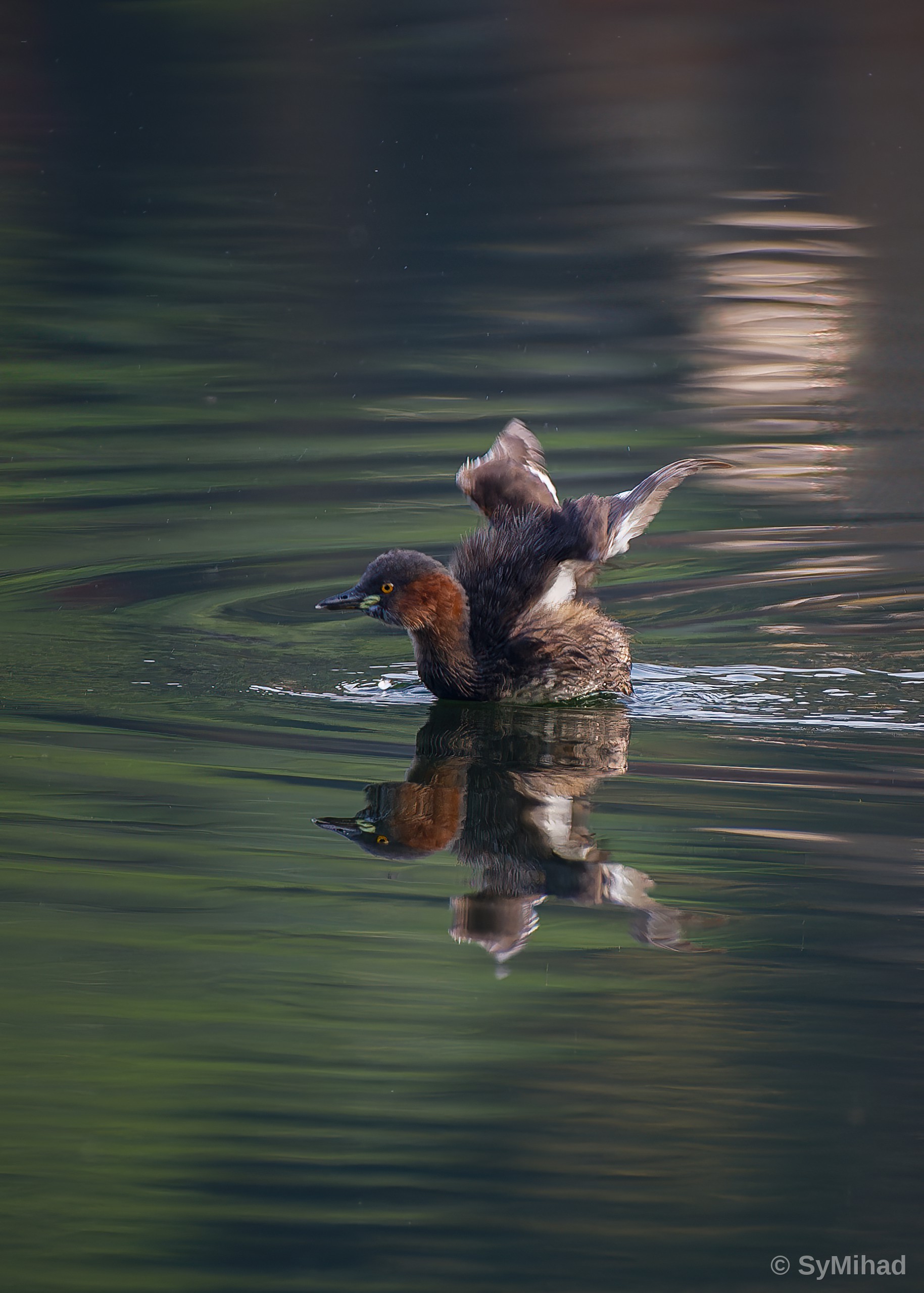 Wing-flap on the Water