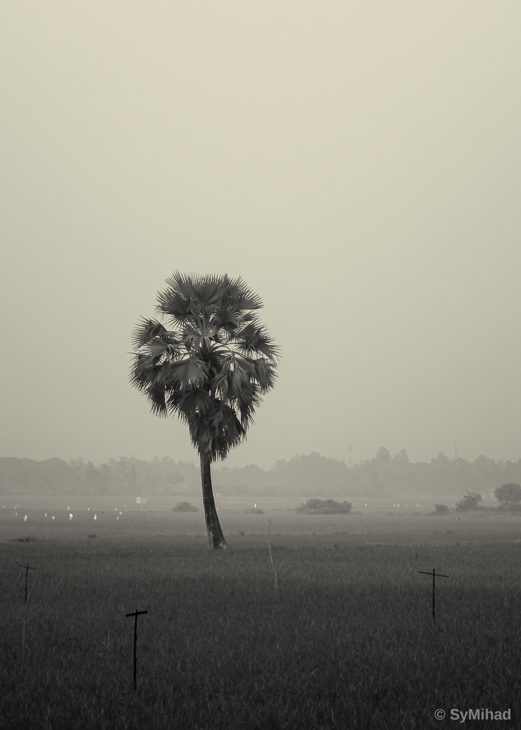 The Lone Palm in the Mist