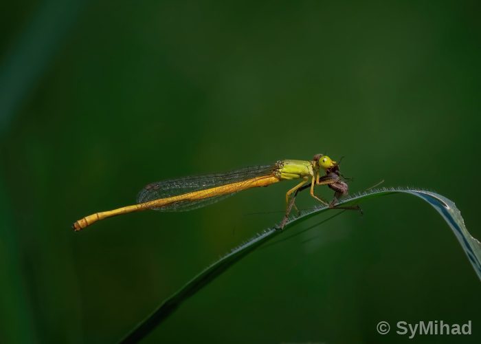 A Damselfly is eating a baby Grasshopper