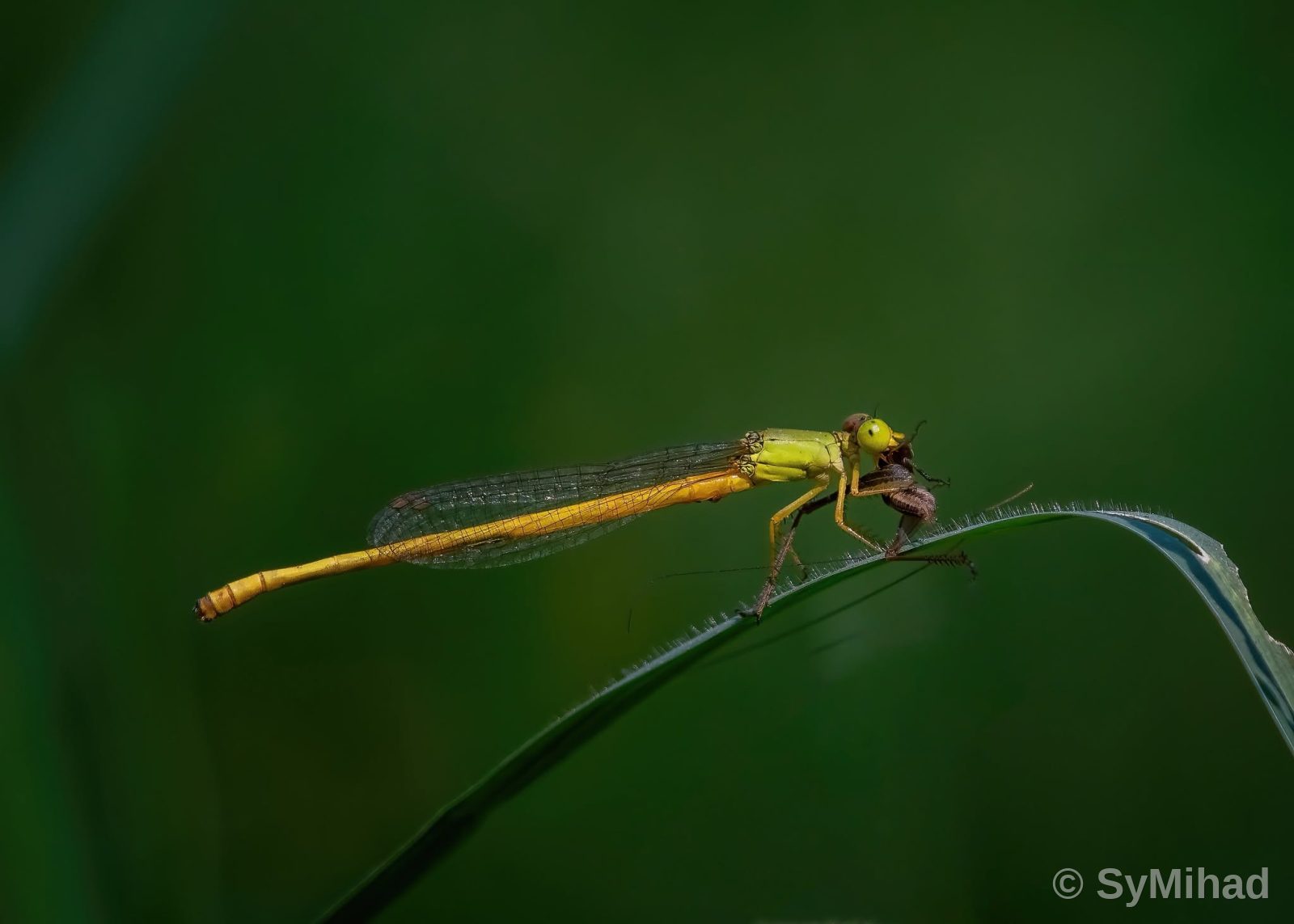 A Damselfly is eating a baby Grasshopper