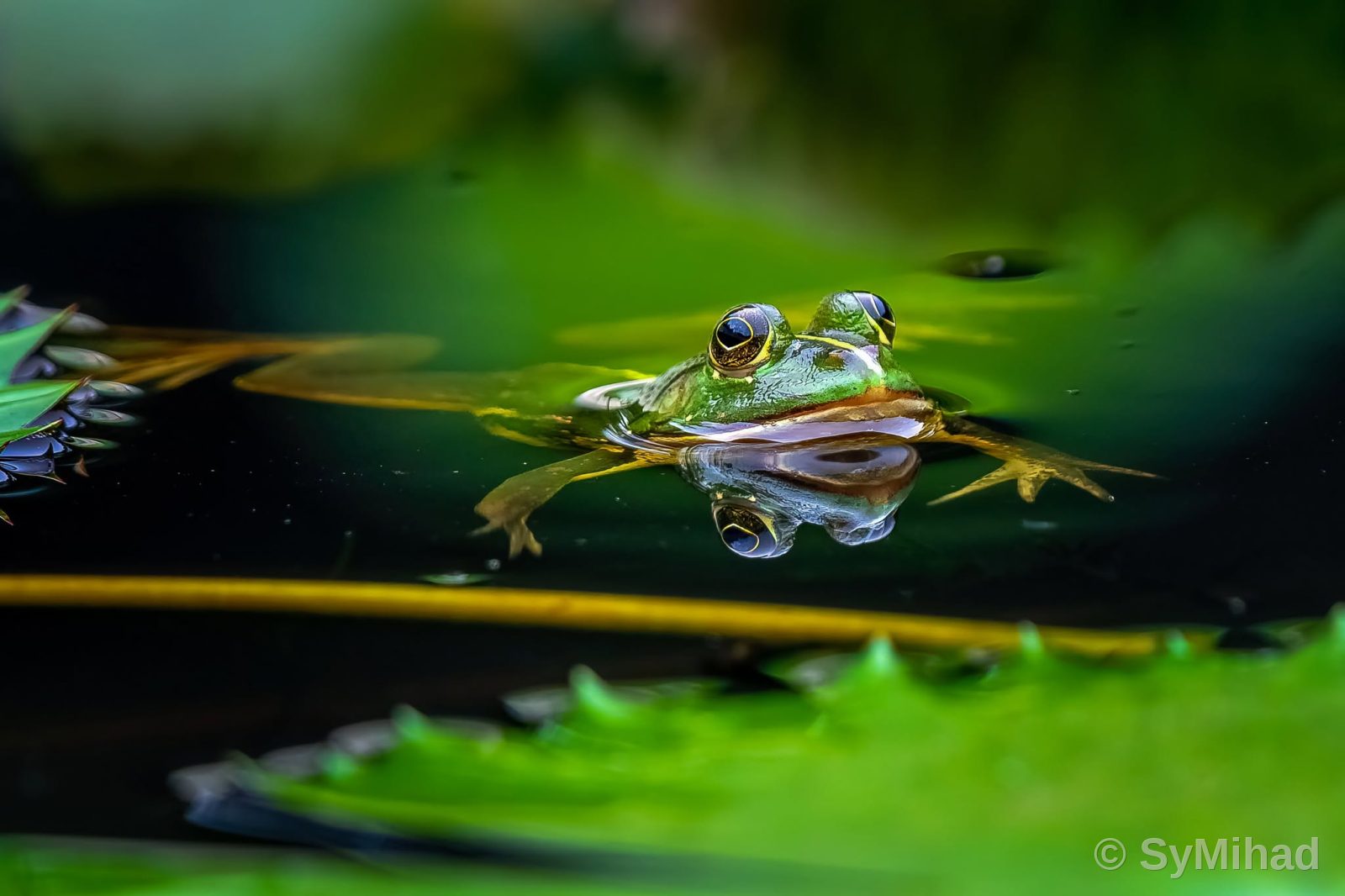Frog