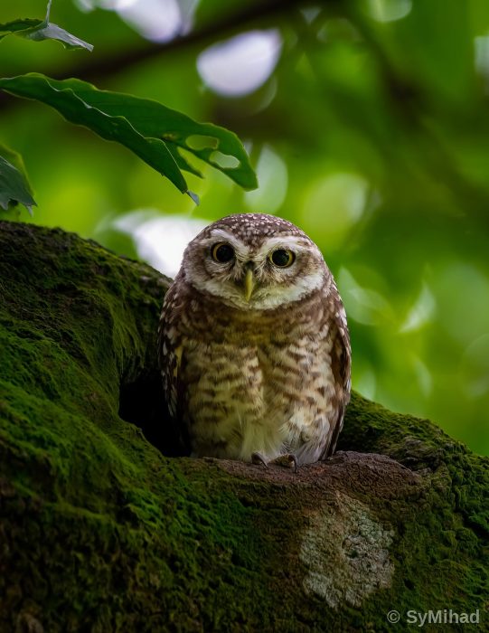 Spotted Owlet (খুঁড়ুলে পেঁচা)