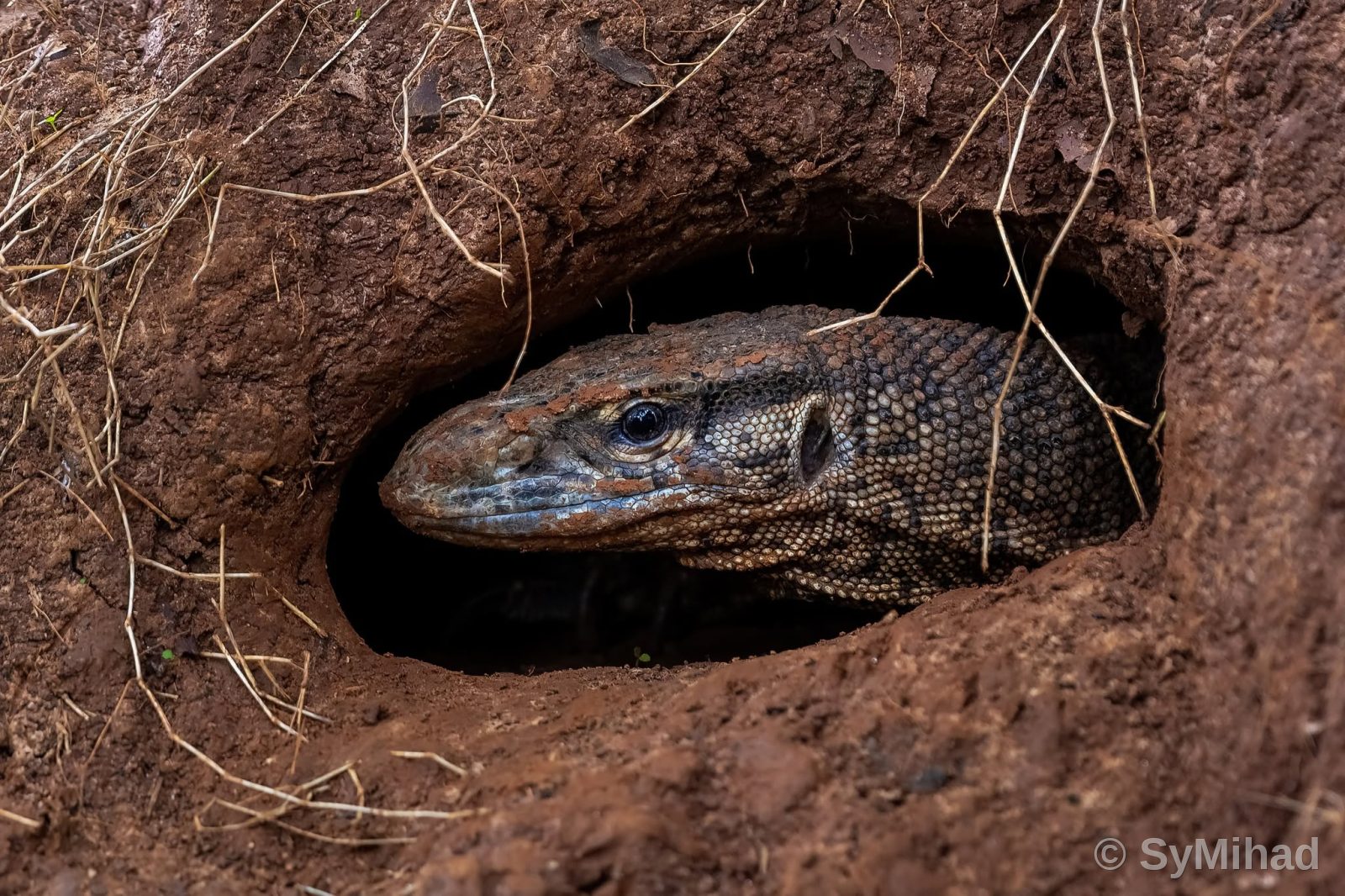 The Bengal monitor