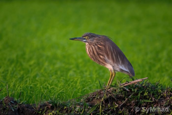 Indian Pond Heron "কানি বক"